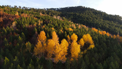 Balıkesir'de ormanlık alanlara giriş-çıkış yasağı
