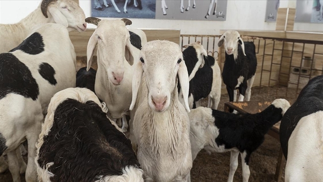 70 bin dolara alıcı buluyor... İşte 'koyunların kralı'