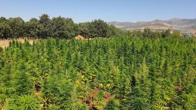 Diyarbakır'da narko-terör operasyonu! 6 milyon kenevir ele geçirildi