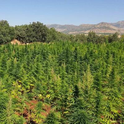 Diyarbakır'da narko-terör operasyonu! 6 milyon kenevir ele geçirildi