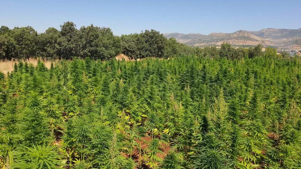 Diyarbakır'da narko-terör operasyonu! 6 milyon kenevir ele geçirildi