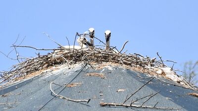 Tedavi için getirilen leylek, Doğa Parkı'nda yuva yaptı