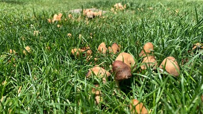 Mantardan zehirlenen yaşlı çift hastanelik oldu