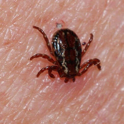 O kentte bir kene ölümü daha!