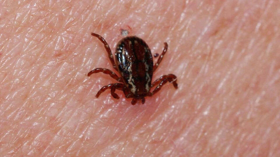 O kentte bir kene ölümü daha!