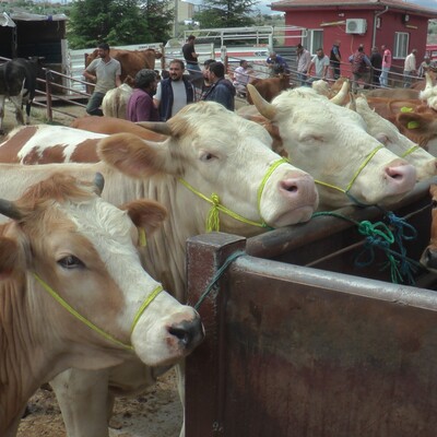 Kurban kesiminde KKKA'ya dikkat!