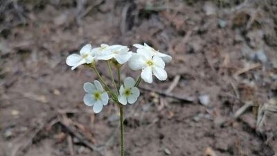 Yusufeli'nde yeni bir çiçek türü keşfedildi