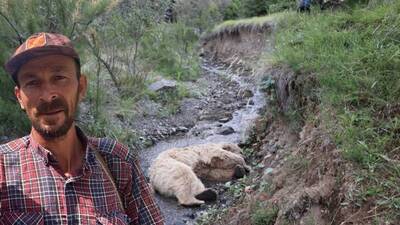 Ayı dehşeti! Çobanla derede karşılaştılar...