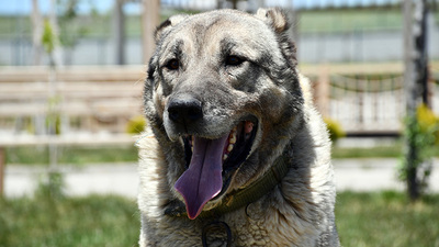 Kangal köpeği 'Ayaz'ın soyu 'suni tohumlama' ile sürecek