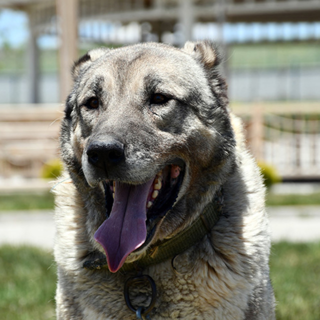 Kangal köpeği 'Ayaz'ın soyu 'suni tohumlama' ile sürecek