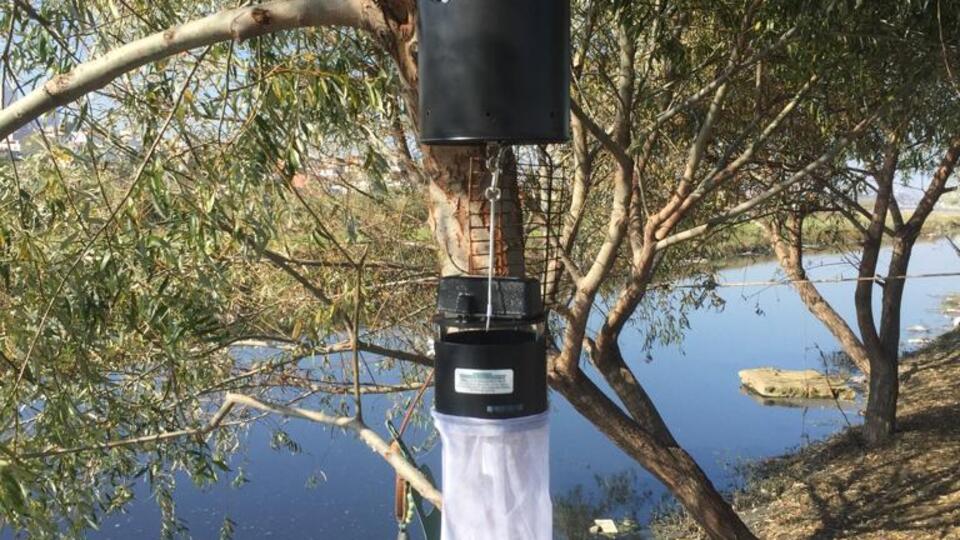 Yaz geldi, İstanbul'da sivrisinek kabusu başladı