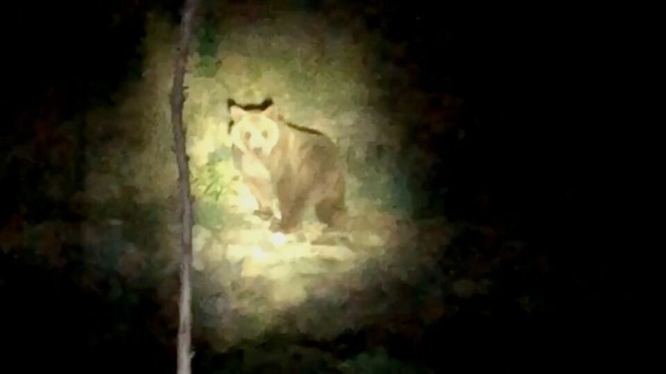 Arı kovanlarına saldıran ayıyı, Mozart'la uzaklaştırdı