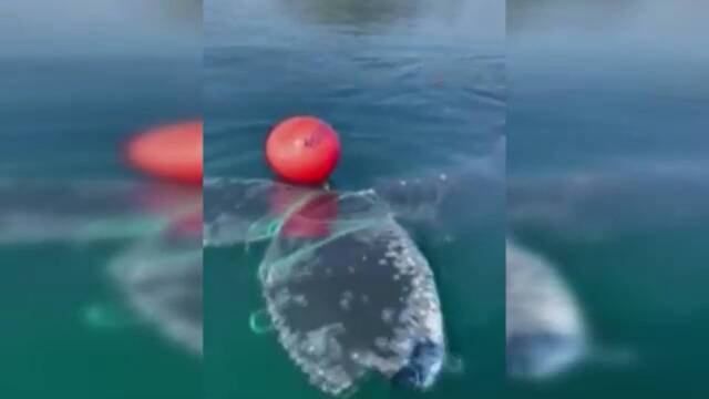 İpe dolanan balinayı kurtarma operasyonu