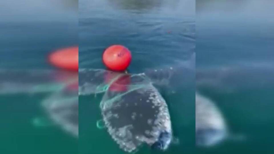 İpe dolanan balinayı kurtarma operasyonu