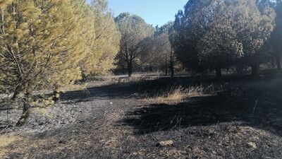 İstanbul'da ormanlara giriş yasaklandı!