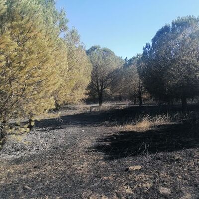 İstanbul'da ormanlara giriş yasaklandı!