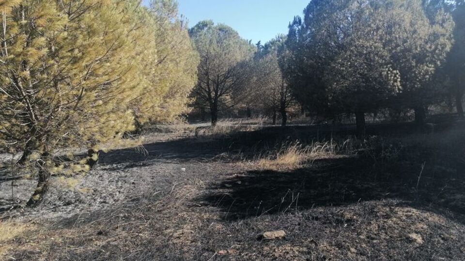 İstanbul'da ormanlara giriş yasaklandı!