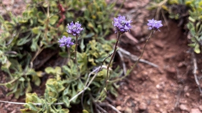 Nevşehir'de keşfedildi... Literatüre girdi!
