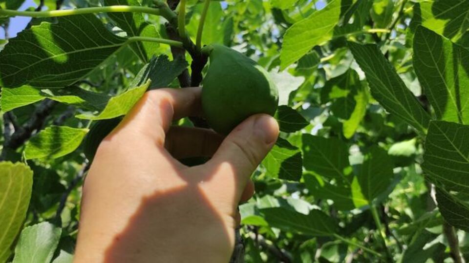 İncir egzaması uyarısı!