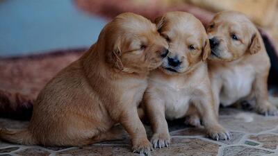 Vitrinde kedi-köpek satışına son