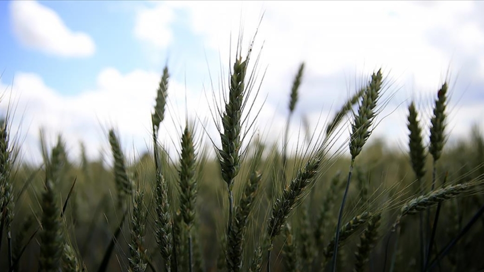 Emtialarda düşüş sürüyor