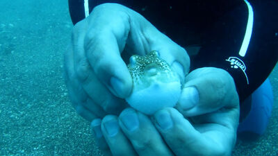 "Şirinler" işgal etti!