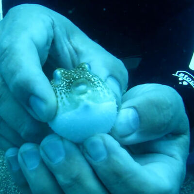 "Şirinler" işgal etti!