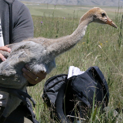 Bu coğrafyaya özel bir tür! Uyduyla takip ediliyor