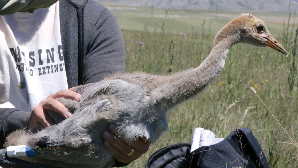 Bu coğrafyaya özel bir tür! Uyduyla takip ediliyor