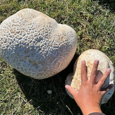 ATV ile gezerken buldu... 15 kilogram ağırlığında!