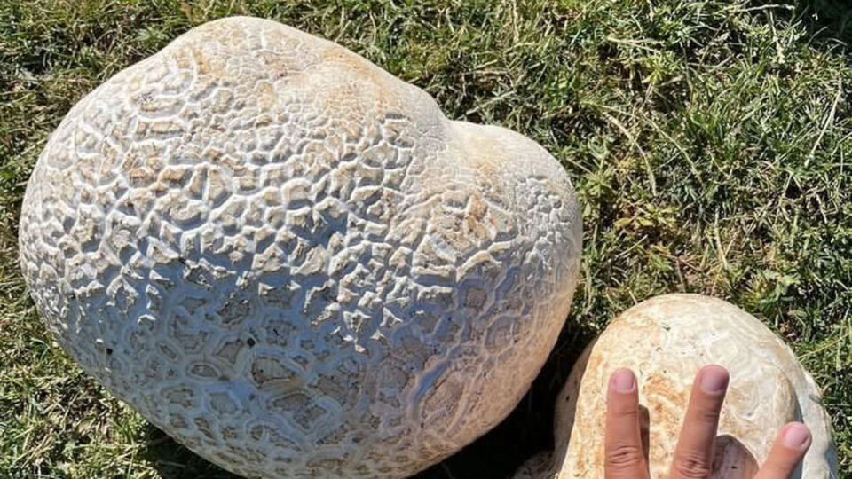 ATV ile gezerken buldu... 15 kilogram ağırlığında!