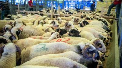 Kurban kesiminde bunlara dikkat! Bu hatalar etin bozulmasına neden oluyor