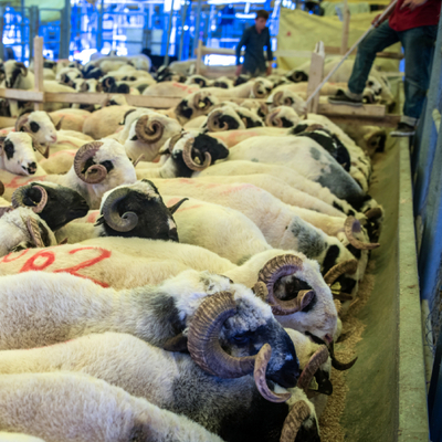 Kurban kesiminde bunlara dikkat! Bu hatalar etin bozulmasına neden oluyor