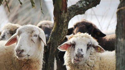 Kurban kaçıncı güne kadar kesilir?