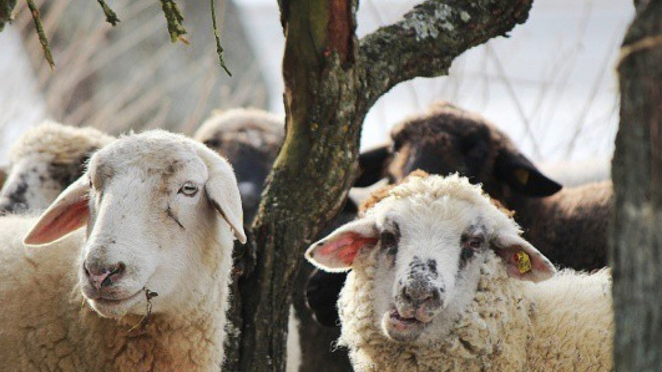 Kurban kaçıncı güne kadar kesilir?