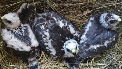 Arazide bulundu... Koruma altına alındı
