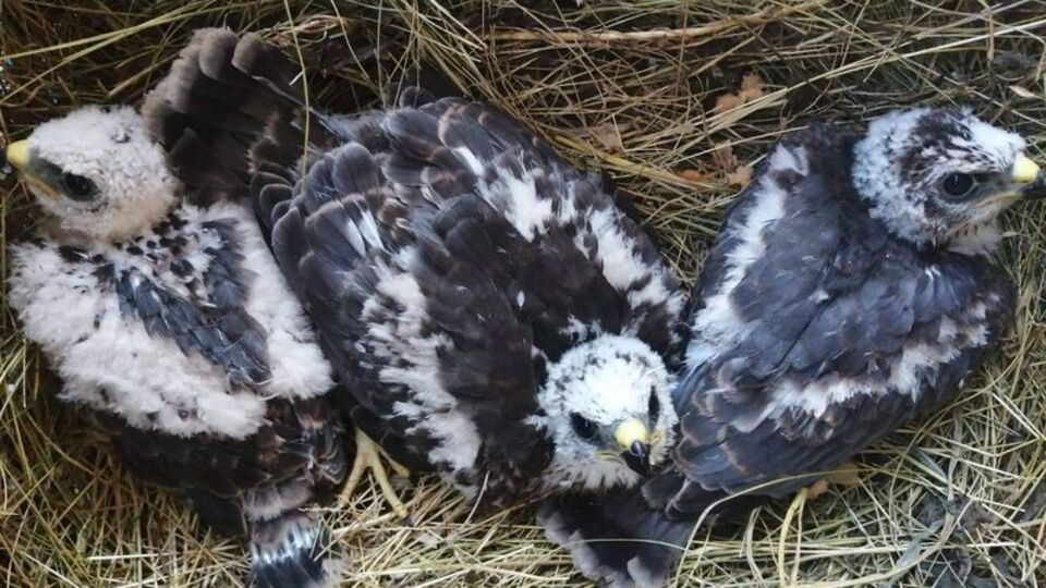 Arazide bulundu... Koruma altına alındı