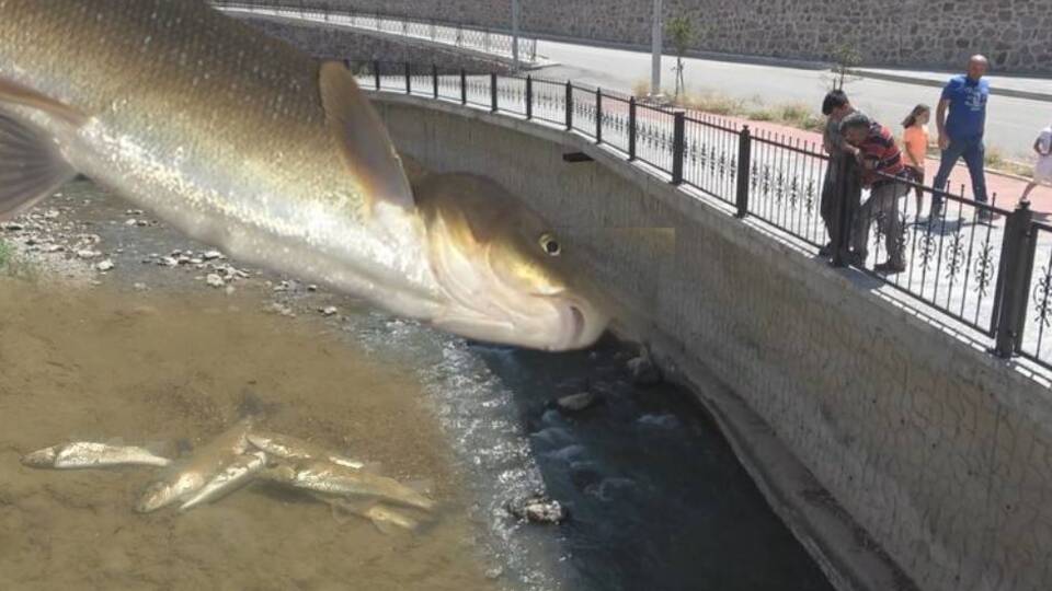 Harşit Çayı'nda endişelendiren görüntü!