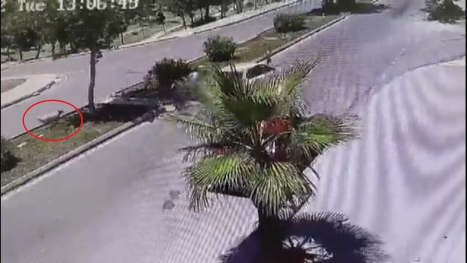 Sokak köpeklerinden kaçarken otomobil çarptı