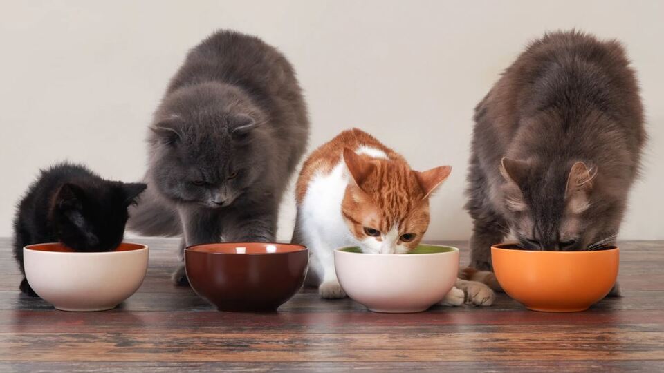 Kedi mamasında zehirli kimyasal riski!