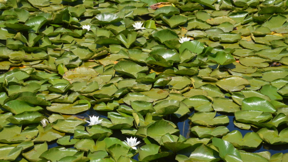 Ziyaretçilerini beyaz nilüferleriyle karşılıyor