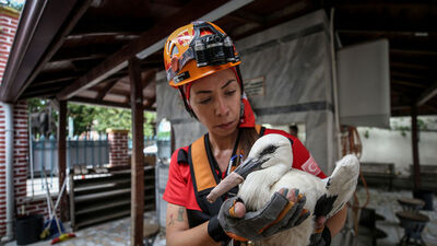 Cami kubbesindeki yuvadan düşen leylek yavruları kurtarıldı