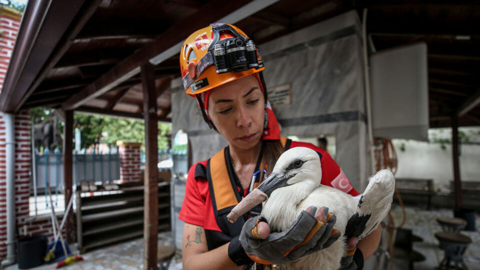 Cami kubbesindeki yuvadan düşen leylek yavruları kurtarıldı