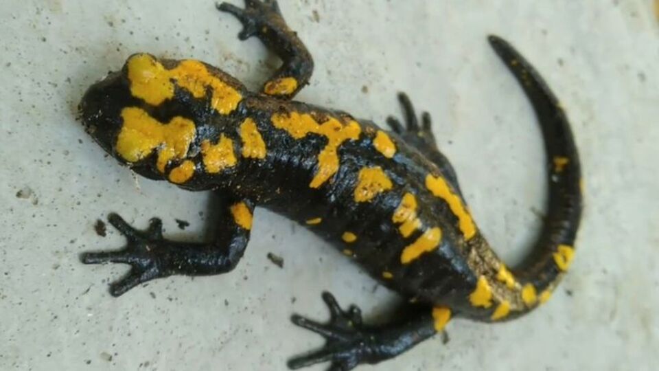 'Sarı benekli semender' Amanoslar'da görüntülendi