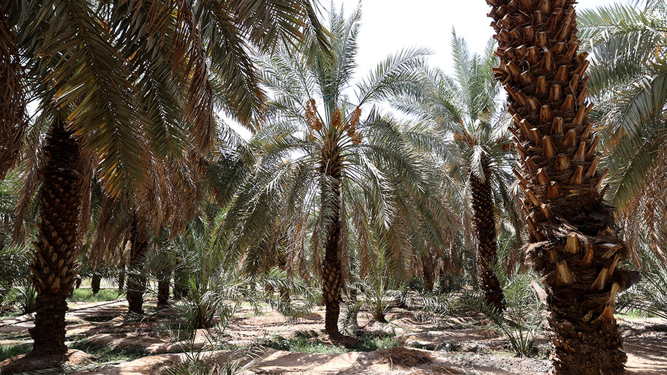 Hacdan gelen en tatlı hediye