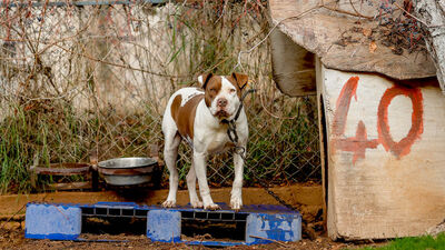 Danıştay'dan American Staffordshire Terrier'e ret
