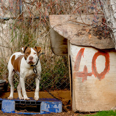 Danıştay'dan American Staffordshire Terrier'e ret