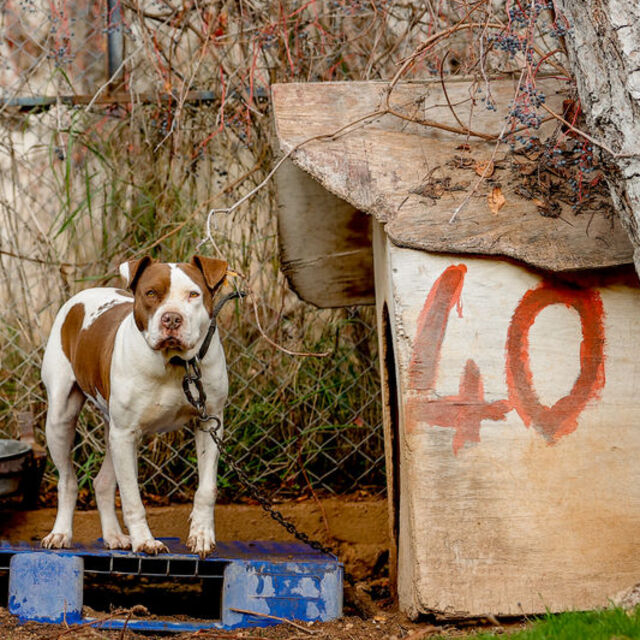 Danıştay'dan American Staffordshire Terrier'e ret