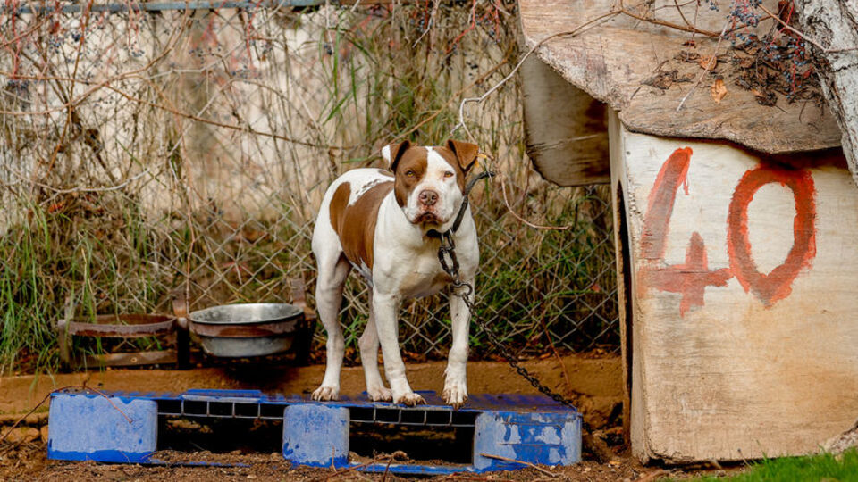 Danıştay'dan American Staffordshire Terrier'e ret