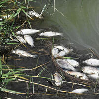 Ulaş Gölü'nde dikkat çeken balık ölümleri